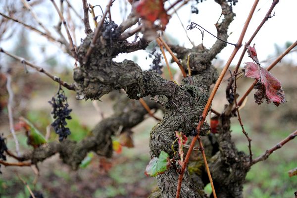 A Wine from Tejo may be in Your Future